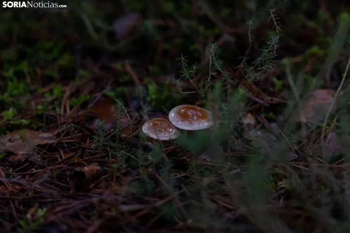 Un delicioso paseo fotogr&aacute;fico en b&uacute;squeda de los &uacute;ltimos boletus 