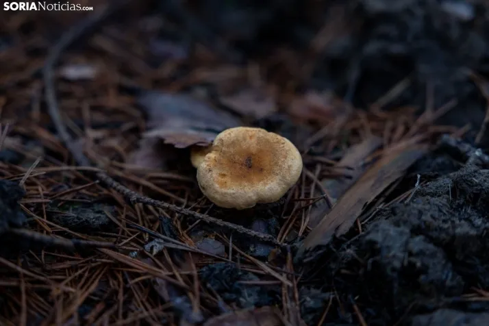 Un delicioso paseo fotogr&aacute;fico en b&uacute;squeda de los &uacute;ltimos boletus 