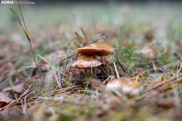 Un delicioso paseo fotogr&aacute;fico en b&uacute;squeda de los &uacute;ltimos boletus 