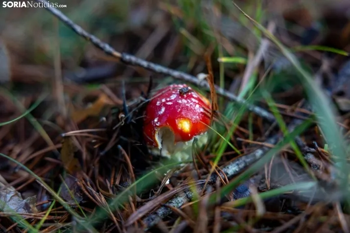 Un delicioso paseo fotogr&aacute;fico en b&uacute;squeda de los &uacute;ltimos boletus 