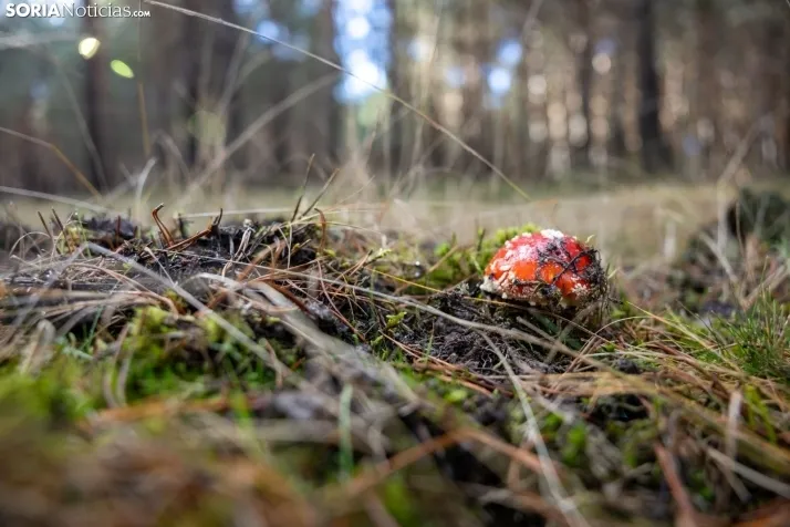 Un delicioso paseo fotogr&aacute;fico en b&uacute;squeda de los &uacute;ltimos boletus 