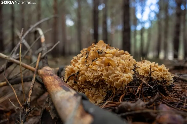 Un delicioso paseo fotogr&aacute;fico en b&uacute;squeda de los &uacute;ltimos boletus 
