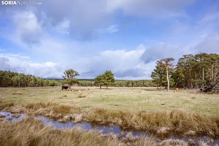 Un delicioso paseo fotogr&aacute;fico en b&uacute;squeda de los &uacute;ltimos boletus 