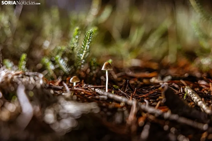Un delicioso paseo fotogr&aacute;fico en b&uacute;squeda de los &uacute;ltimos boletus 