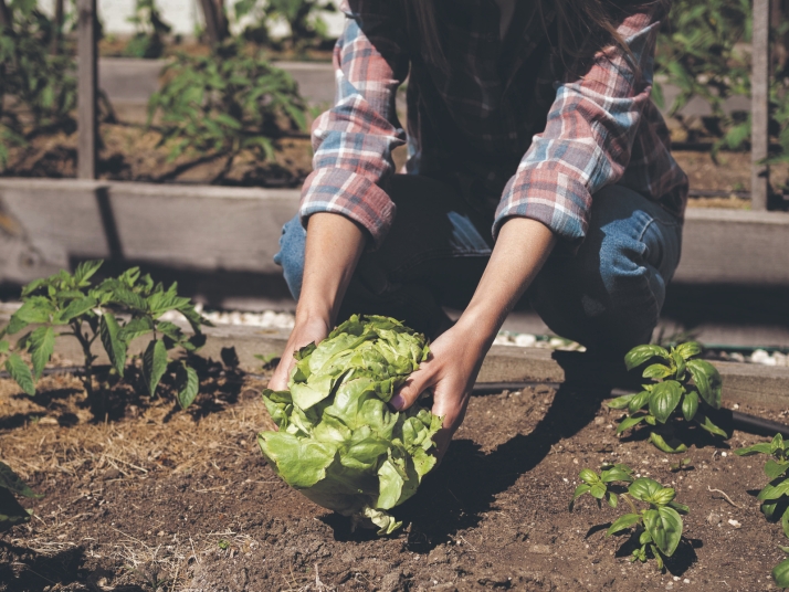 ¿Cómo montar un huerto urbano? Pasos y variedades