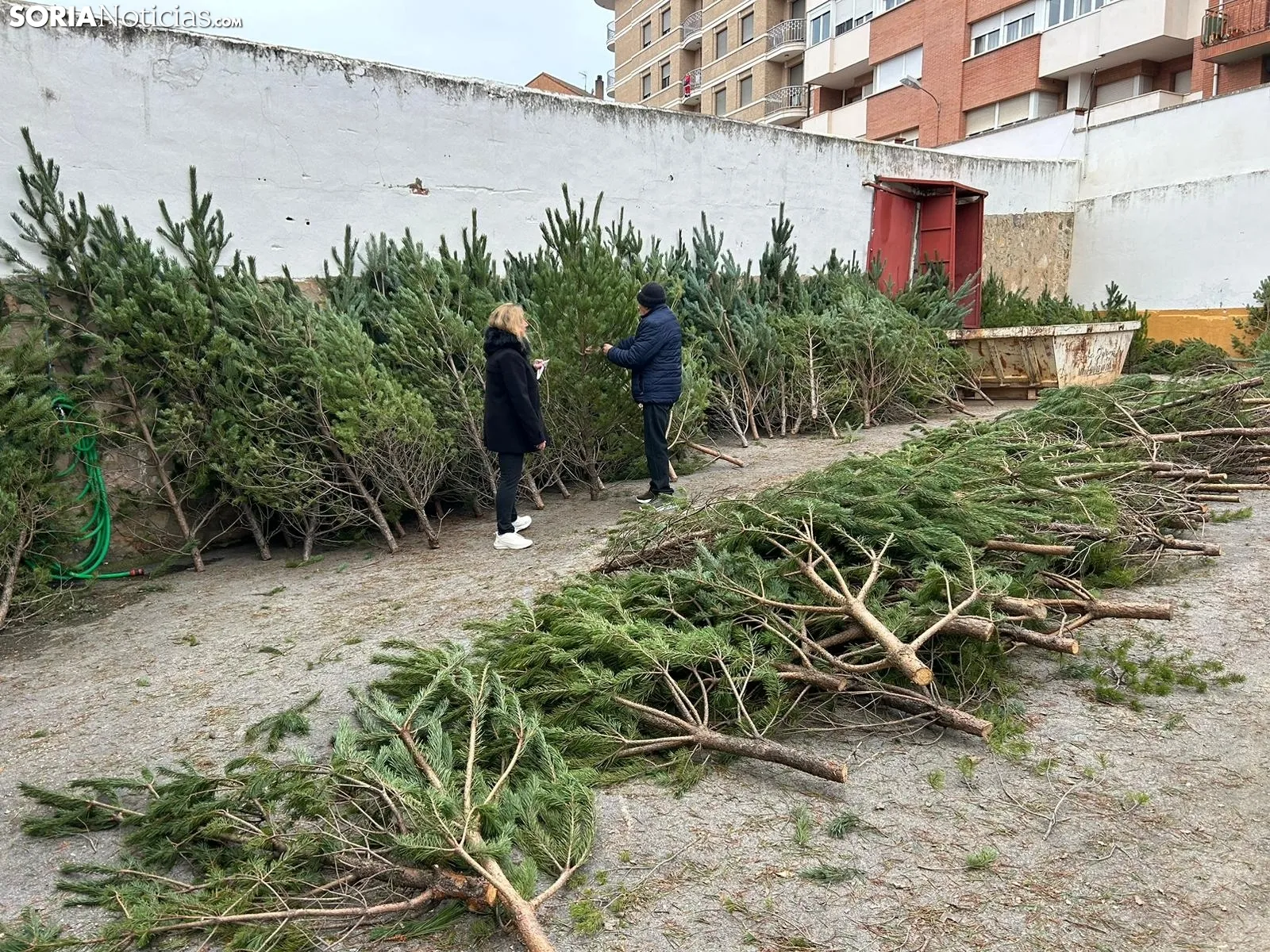 Foto 8 - &iquest;D&oacute;nde comprar &aacute;rboles de Navidad por tan solo 5 euros? Soria te da la soluci&oacute;n