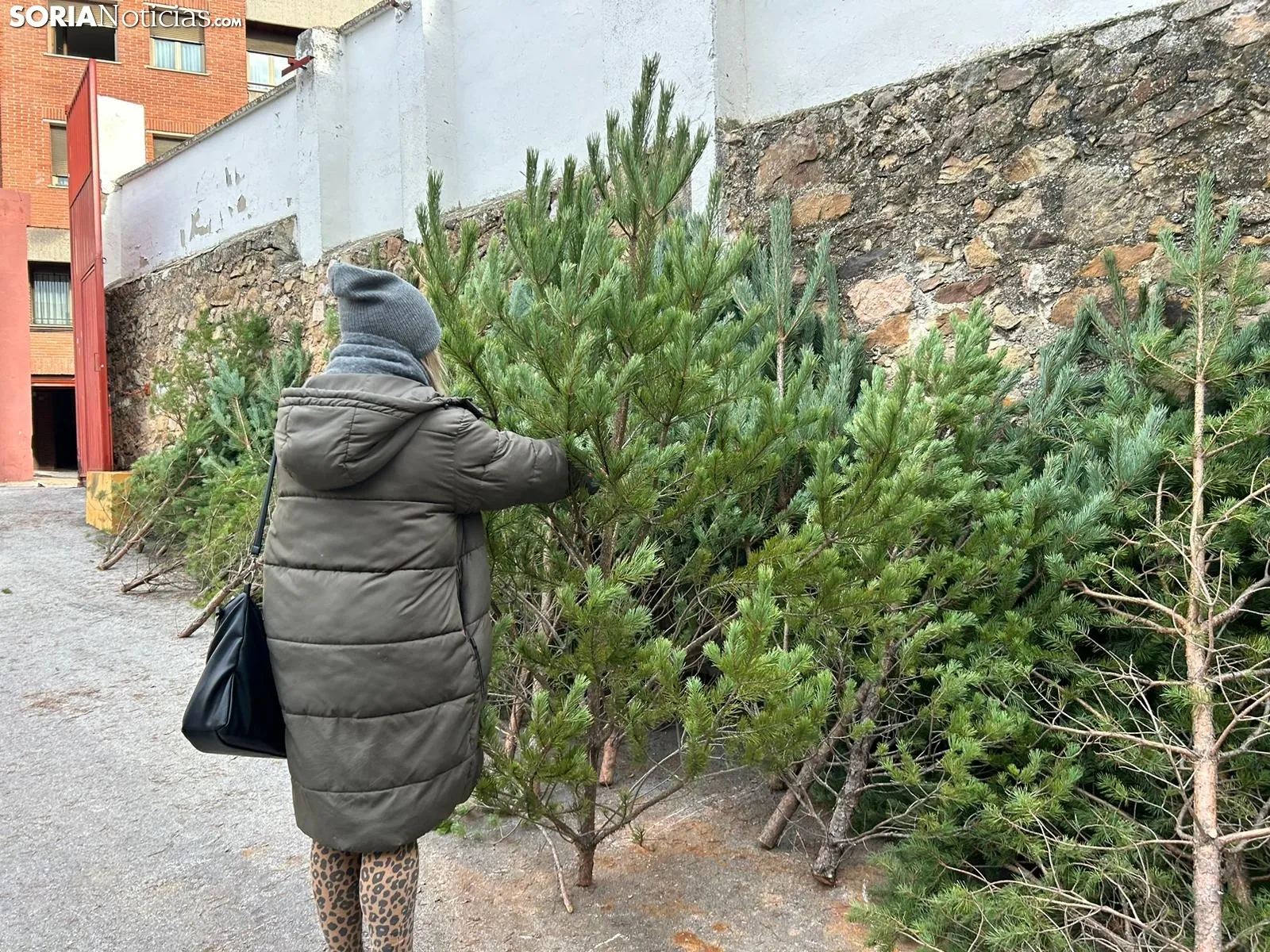 Foto 7 - &iquest;D&oacute;nde comprar &aacute;rboles de Navidad por tan solo 5 euros? Soria te da la soluci&oacute;n