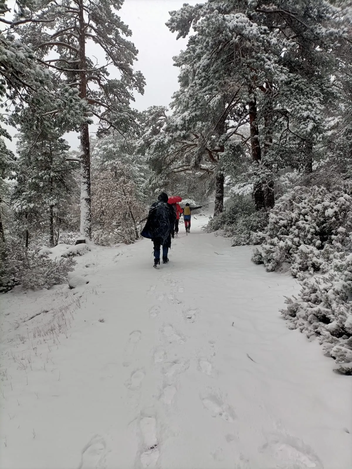 Una imagen de la nevada. 