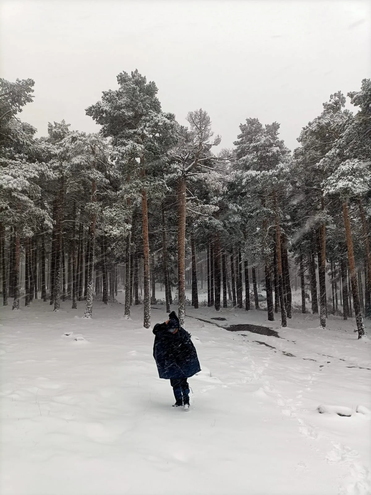 Una imagen de la nevada. 