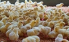 Foto 1 - Una granja en El Burgo cambiará 57.000 pavos por 134.000 pollos