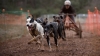 Foto 2 - Los deportistas sorianos brillan en el Campeonato nacional de Mushing celebrado en &Oacute;lvega