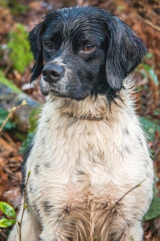 Foto 5 - El Campeonato Internacional de Caza Salvaje llega a Valonsadero