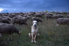 Foto 6 - 'La estela de los &uacute;ltimos trashumantes' captura la memoria visual de un oficio milenario en peligro