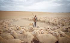 Foto 4 - 'La estela de los &uacute;ltimos trashumantes' captura la memoria visual de un oficio milenario en peligro
