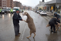 Foto 3 - 'La estela de los &uacute;ltimos trashumantes' captura la memoria visual de un oficio milenario en peligro
