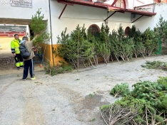 Foto 4 - &iquest;D&oacute;nde comprar &aacute;rboles de Navidad por tan solo 5 euros? Soria te da la soluci&oacute;n