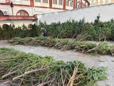 Foto 3 - &iquest;D&oacute;nde comprar &aacute;rboles de Navidad por tan solo 5 euros? Soria te da la soluci&oacute;n