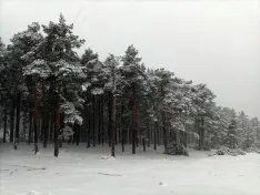 Una imagen de la nevada. 