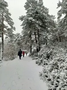 Una imagen de la nevada. 