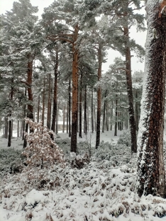 Una imagen de la nevada. 