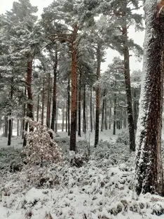 Una imagen de la nevada. 
