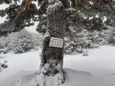 Una imagen de la nevada. 