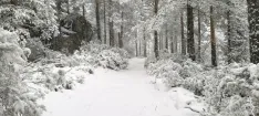 Una imagen de la nevada. 