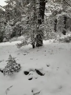 Una imagen de la nevada. 