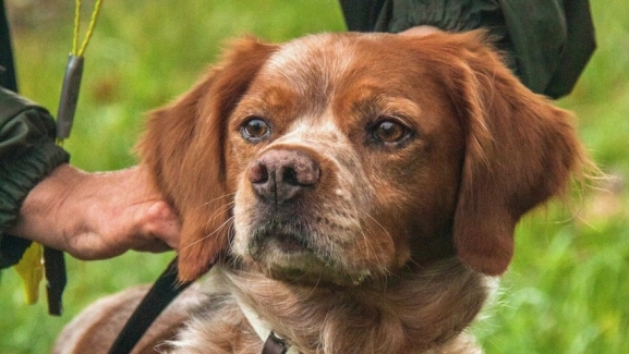 El Campeonato Internacional de Caza Salvaje llega a Valonsadero