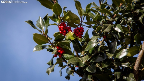 Fotos: Ruta navideña por el Acebal de Garagüeta