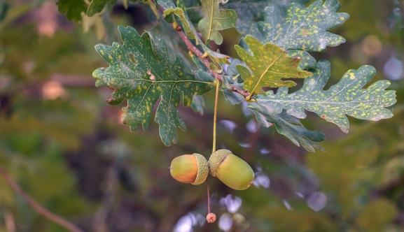 Adjudicada la mejora de montes en Tierras Altas y Moncayo por 170.000 euros