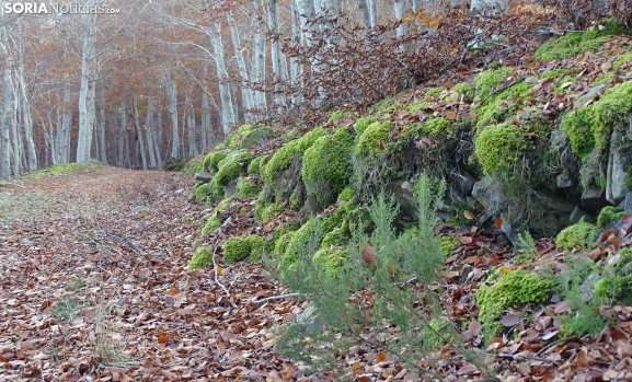 Más del 75% pagaría una tasa por conservar los bosques de Soria