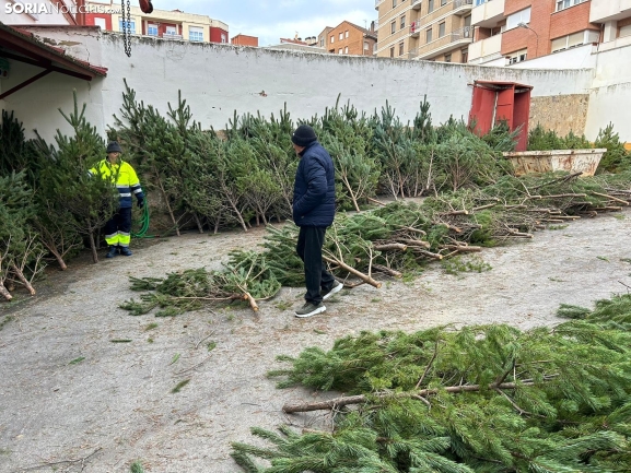 ¿Dónde comprar árboles de Navidad por tan solo 5 euros? Soria te da la solución