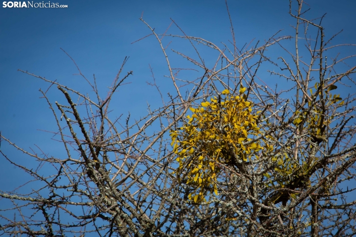 Acebal de Garagüeta