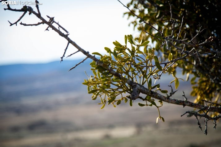 Acebal de Garagüeta
