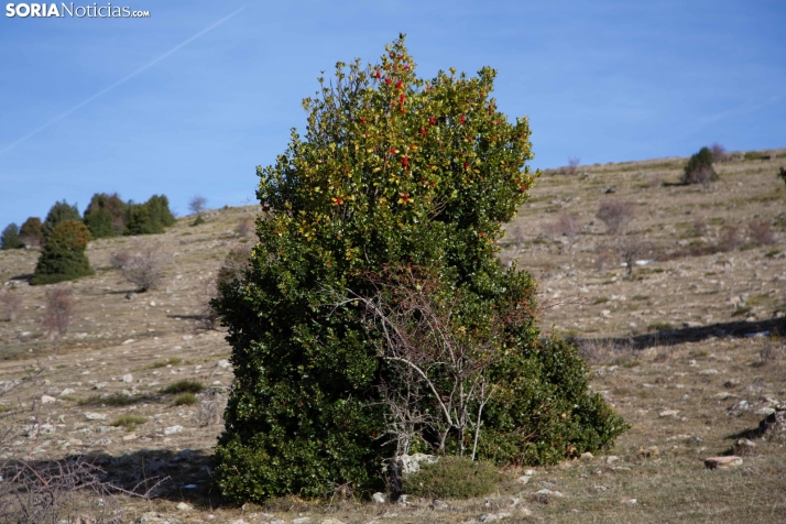 Acebal de Garagüeta