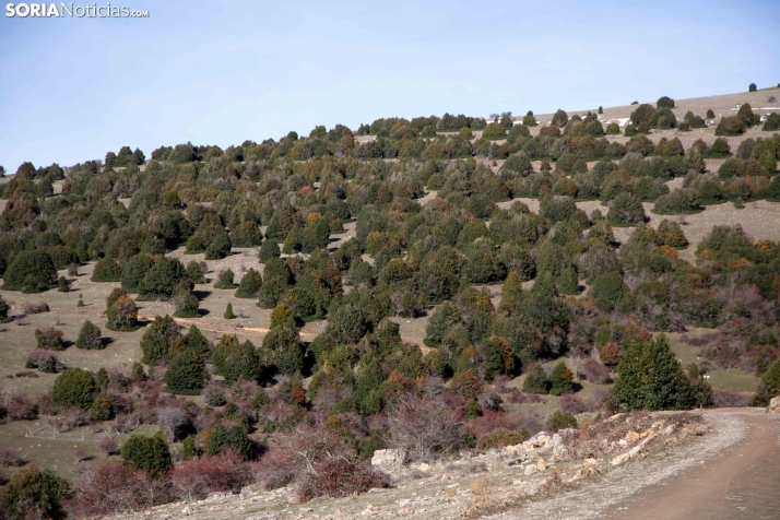 Acebal de Garagüeta