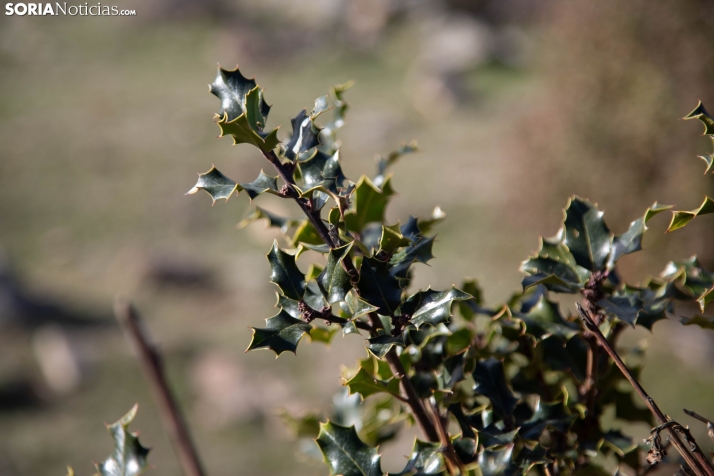 Acebal de Garagüeta