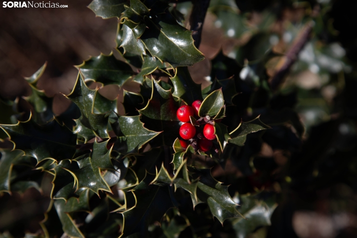 Acebal de Garagüeta