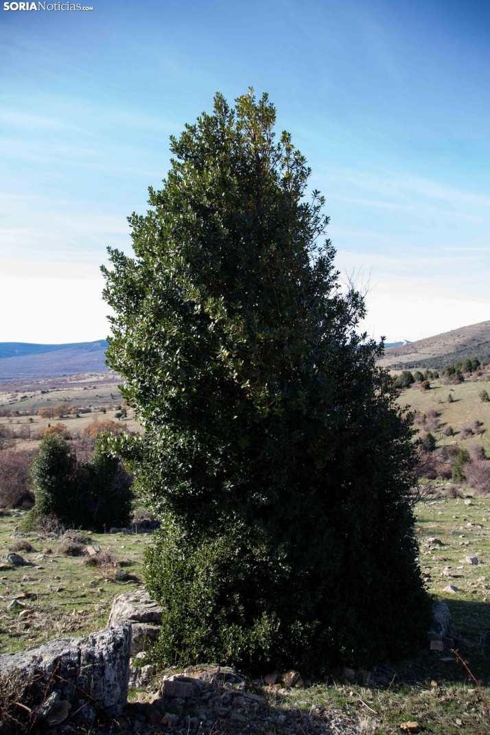 Acebal de Garagüeta