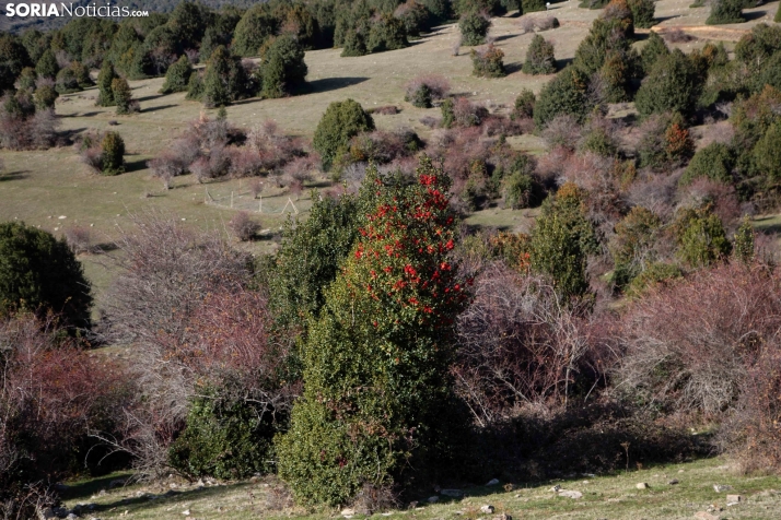 Acebal de Garagüeta