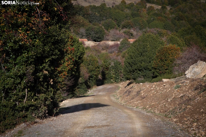 Acebal de Garagüeta