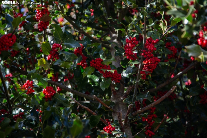 Acebal de Garagüeta