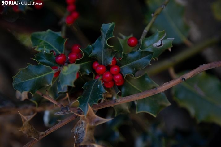 Acebal de Garagüeta