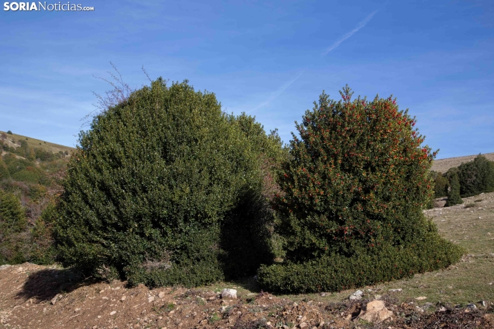 Acebal de Garagüeta