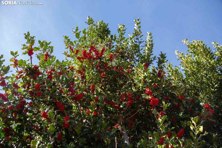 Acebal de Garagüeta