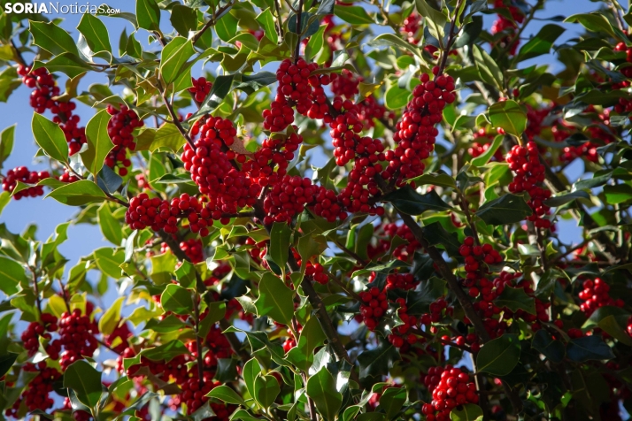 Acebal de Garagüeta