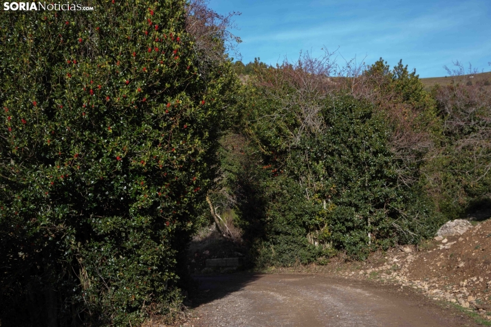 Acebal de Garagüeta