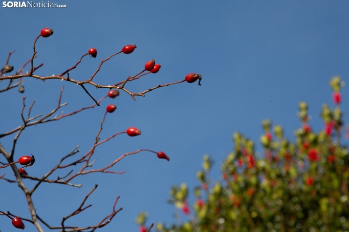 Acebal de Garagüeta