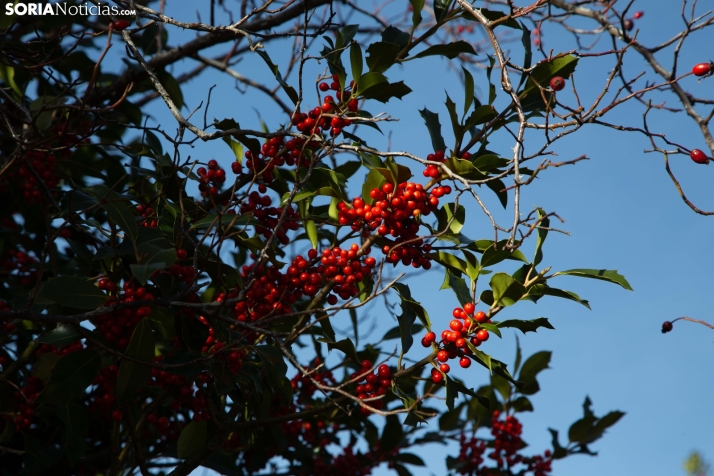 Acebal de Garagüeta